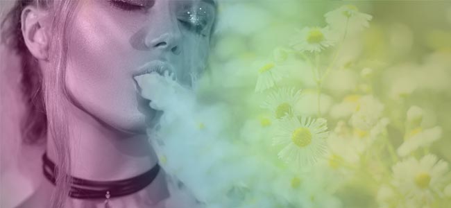 Que Sont Les Herbes À Vaporiser ? Que Sont Les Herbes À Vaporiser ?