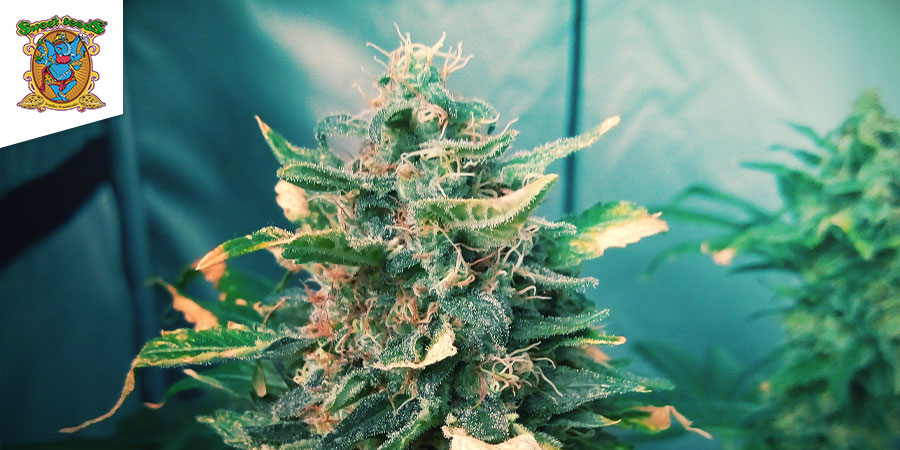 Black Jack (Sweet Seeds) Black Jack (Sweet Seeds)