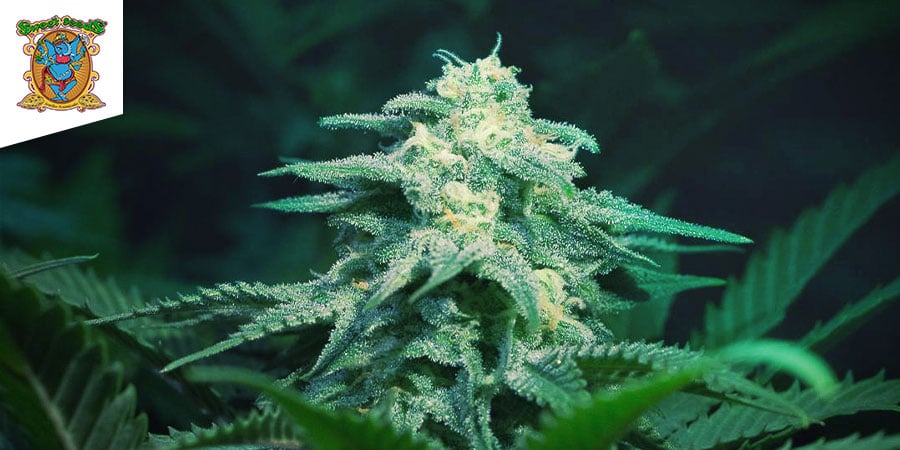 Green Poison (Sweet Seeds) Green Poison (Sweet Seeds)