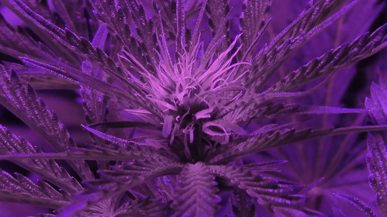 Gorilla Glue | Graines de Cannabis | Qualité supérieure - Zamnesia