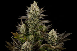 White Widow Dinafem White Widow Dinafem