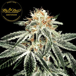 White Widow Greenhouse White Widow Greenhouse