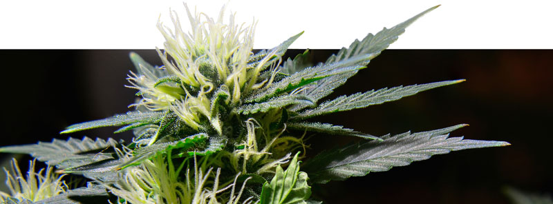 Banque de graines de cannabis du monde Banque de graines de cannabis du monde
