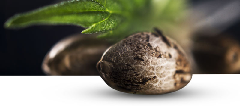Types de graines de cannabis Types de graines de cannabis