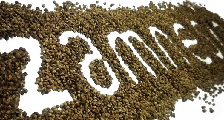 Meilleure graine de cannabis Meilleure graine de cannabis