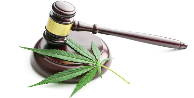 Légalité du cannabis Légalité du cannabis