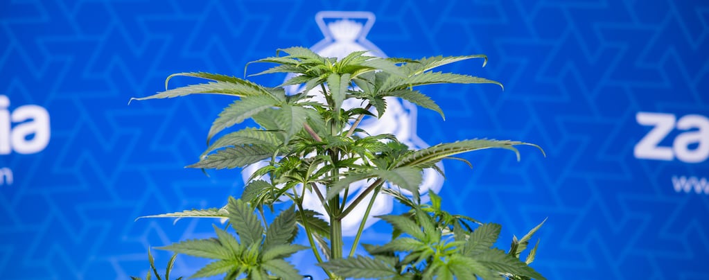 Pourquoi mes feuilles de cannabis s’enroulent vers le bas ?