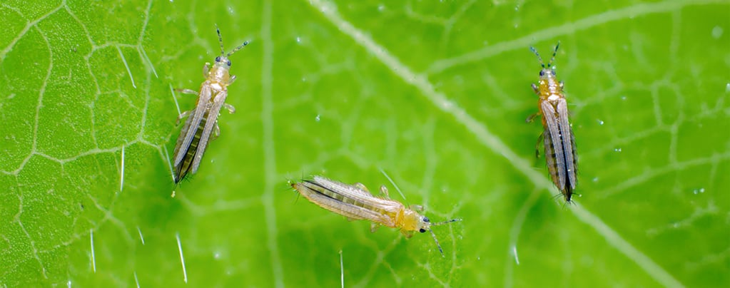 Thrips sur le cannabis : comment se débarrasser des thrips sur les plants de cannabis