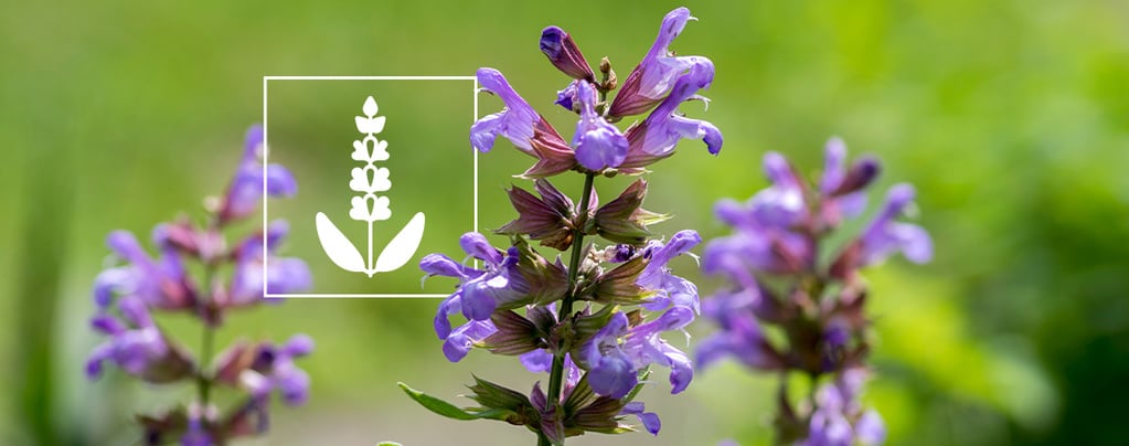 Salvia divinorum : tout ce qu'il faut savoir