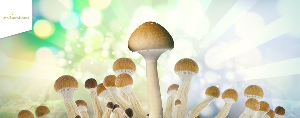 Kit culture champignons magiques Freshmushrooms avec mini serre chauffée