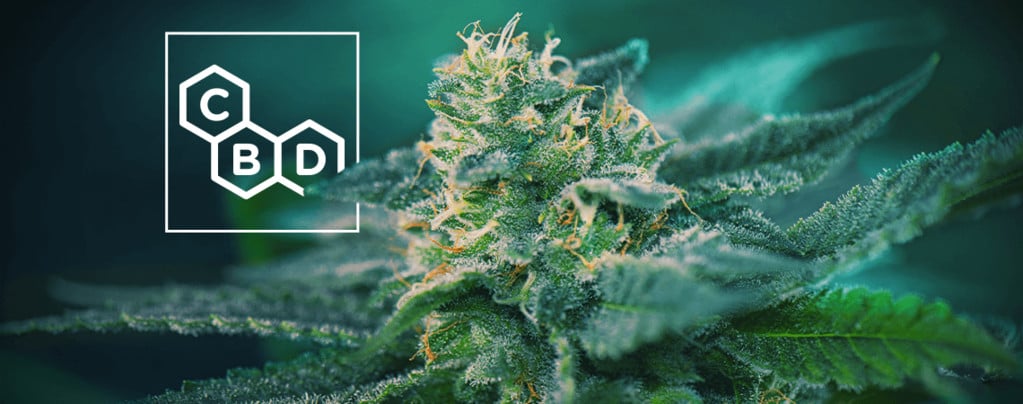 Variétés De Cannabis Riches En CBD