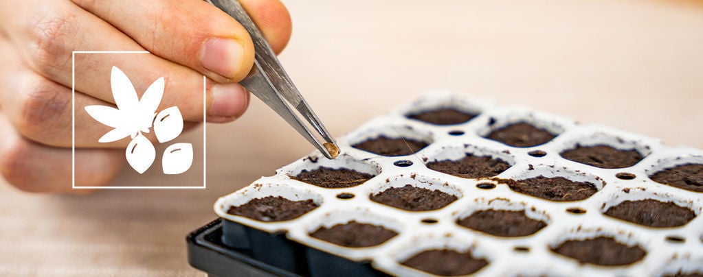 Comment Faire Germer Les Graines De Cannabis Avec Le Smart Start