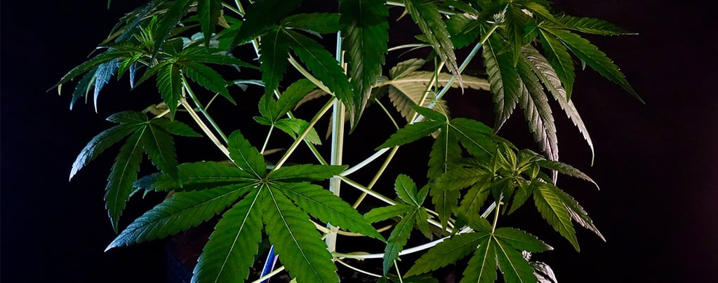 Qu’est-ce que le Cannabis indica ?
