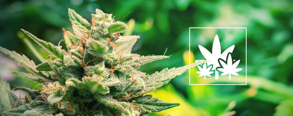 Cultiver En Abondance À Partir De Plantes Mères