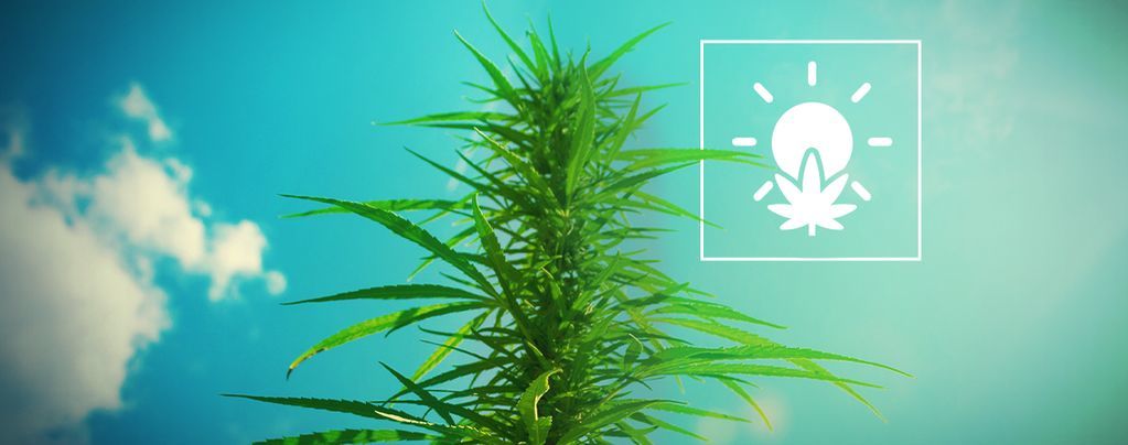 Cultiver du Cannabis en Extérieur