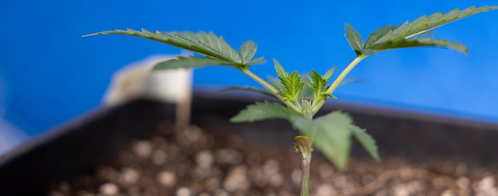 Étetage du cannabis : tout ce que vous devez savoir