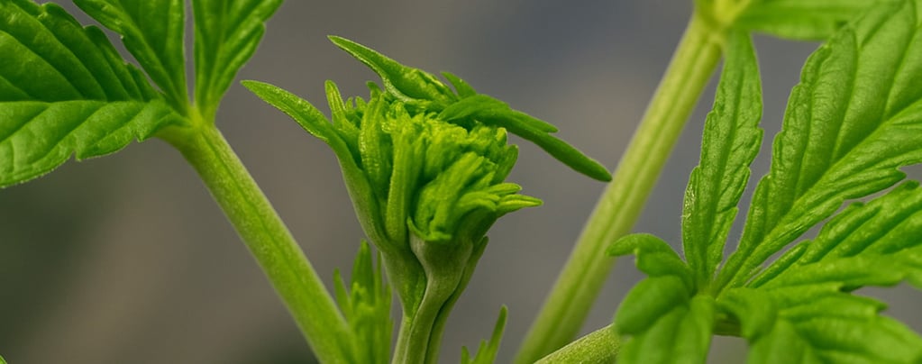 Fimming du cannabis pour des rendements accrus : quand et comment fim vos plantes