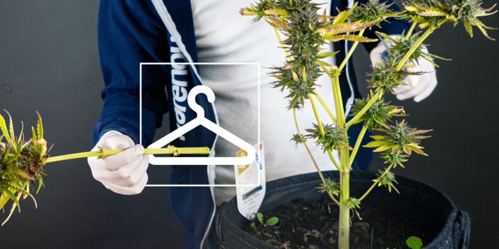 Comment Récolter, Sécher Et Affiner Votre Cannabis