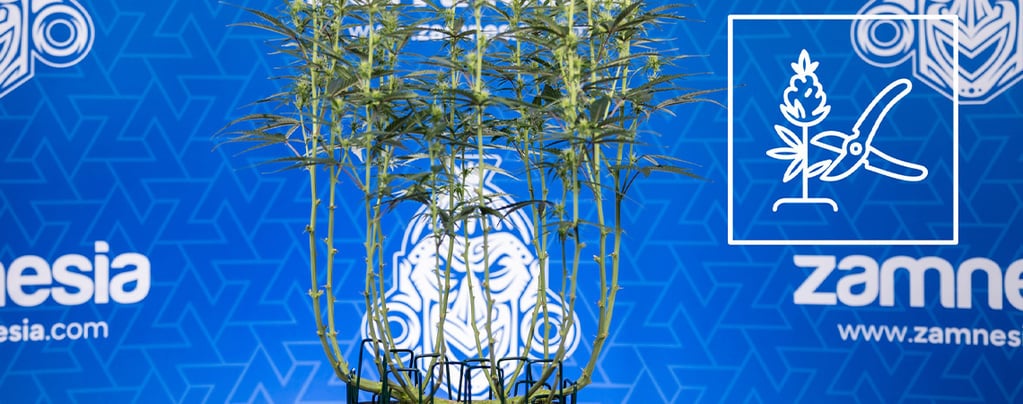 Méthode du lollipopping du cannabis