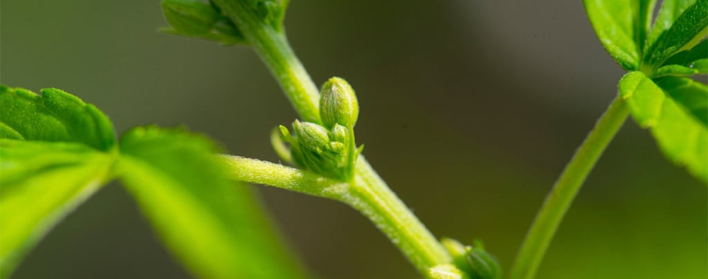 Pourquoi Est-ce Important De Déterminer Le Sexe De Vos Plants De Cannabis
