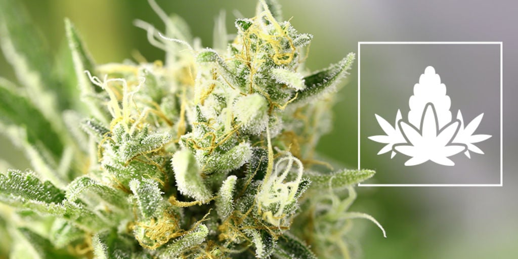 Les Meilleures Pratiques Pour La Phase De Floraison Du Cannabis