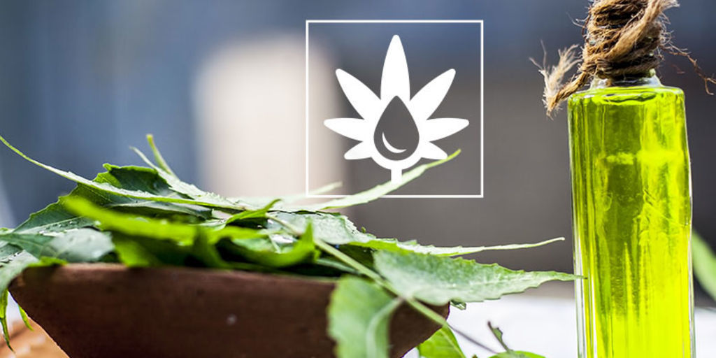 Comment Utiliser L’Huile De Neem Dans Son Espace De Culture