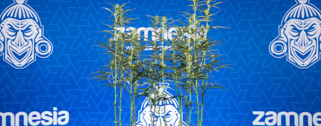 Défoliation du cannabis : tout ce que vous devez savoir