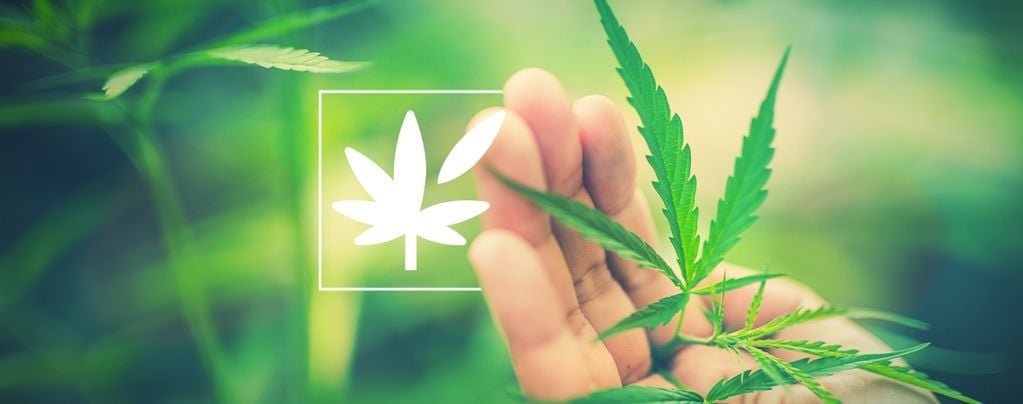 Tout Sur L'Anatomie Végétale Du Cannabis