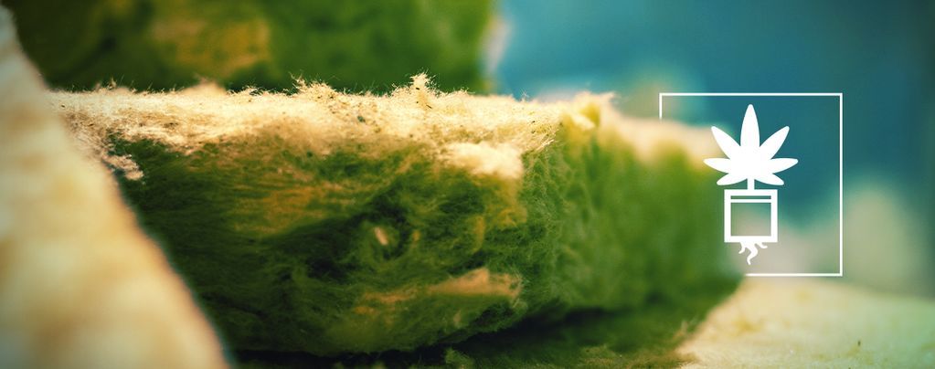 Tout Savoir Sur La Culture Du Cannabis En Laine De Roche