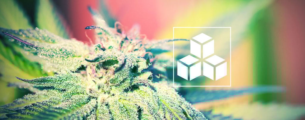 L'importance Des Sucres Dans La Culture Du Cannabis