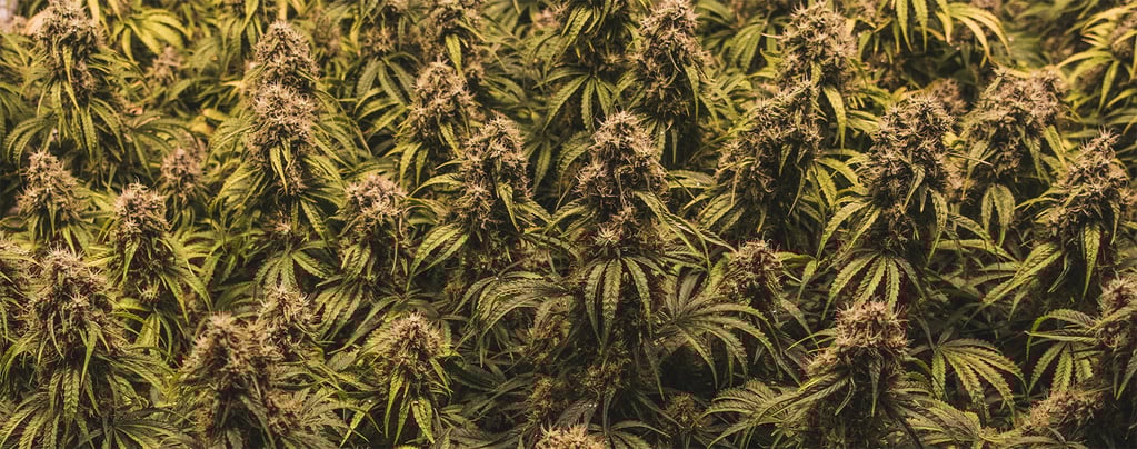 Les secrets de la méthode SOG révélés