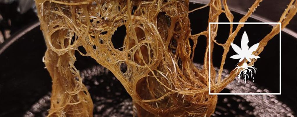 Comment identifier et remédier à la pourriture des racines du cannabis