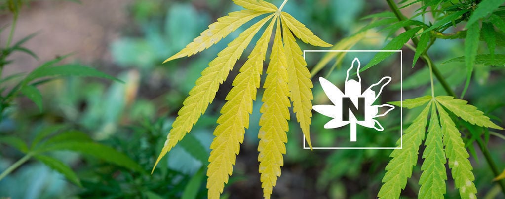 Carence En Azote Dans Les Plants De Cannabis