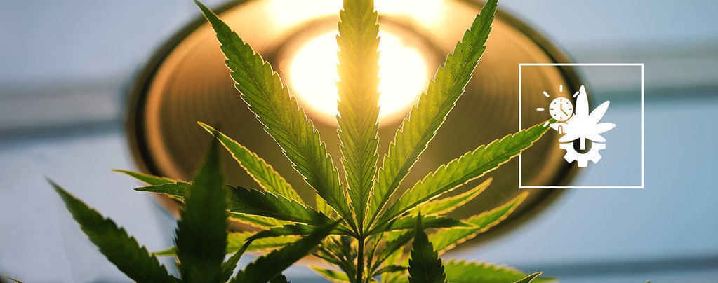 Quelle Quantité De Lumière Donner Aux Variétés À Autofloraison ?