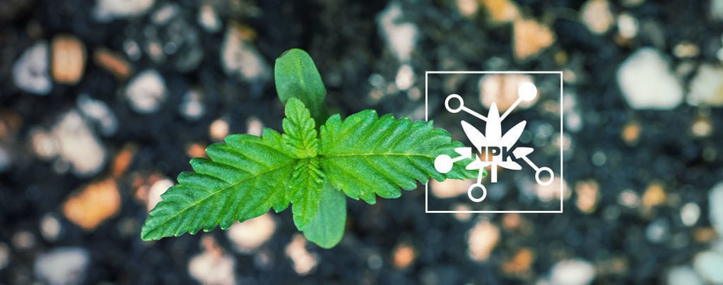 5 Facteurs Clés Qui Influencent La Disponibilité Des Nutriments Du Cannabis