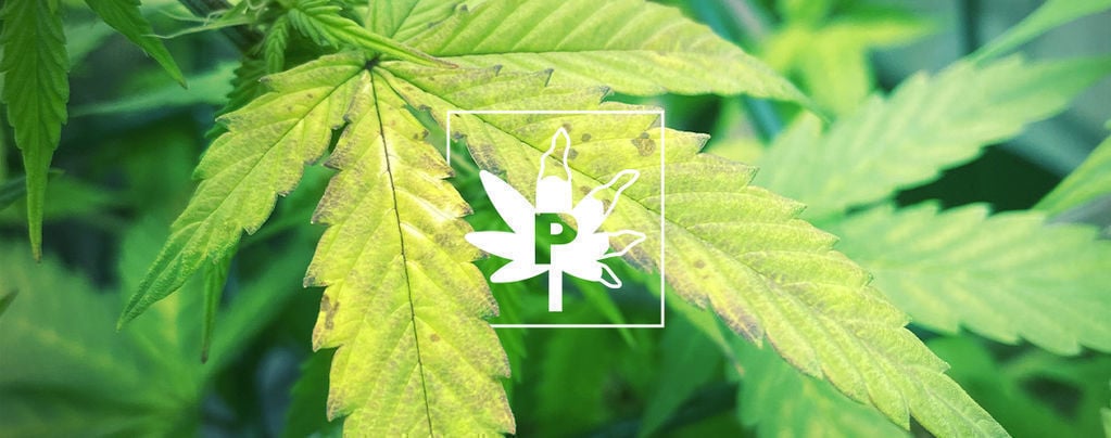 Carence En Phosphore Dans Les Plants De Cannabis