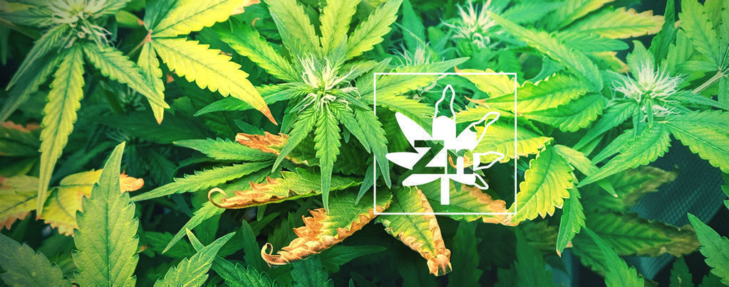 Carence En Zinc Chez Les Plants De Cannabis
