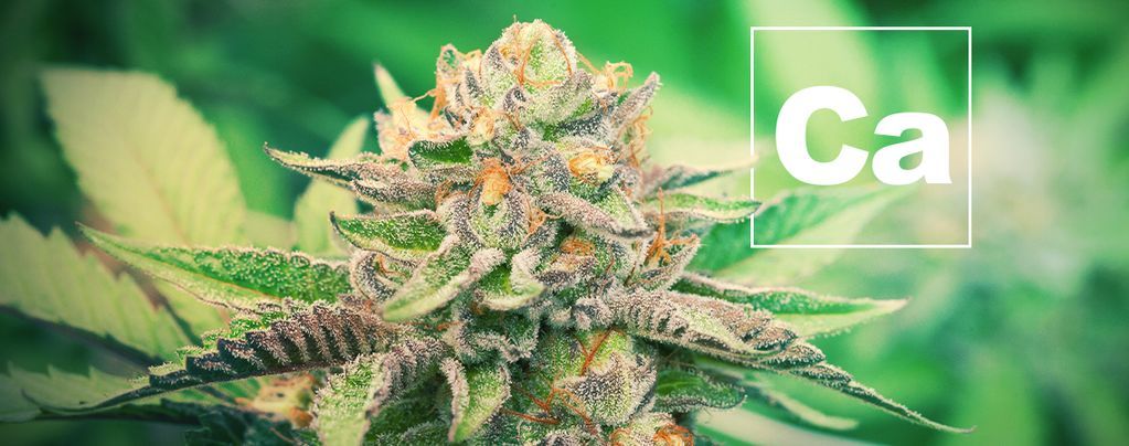 Le Calcium Et Les Plants De Cannabis