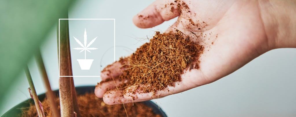 Tout ce qu’il faut savoir sur la culture de cannabis en fibre de coco