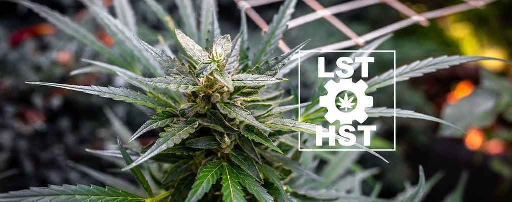 Comment Palisser Du Cannabis À Autofloraison