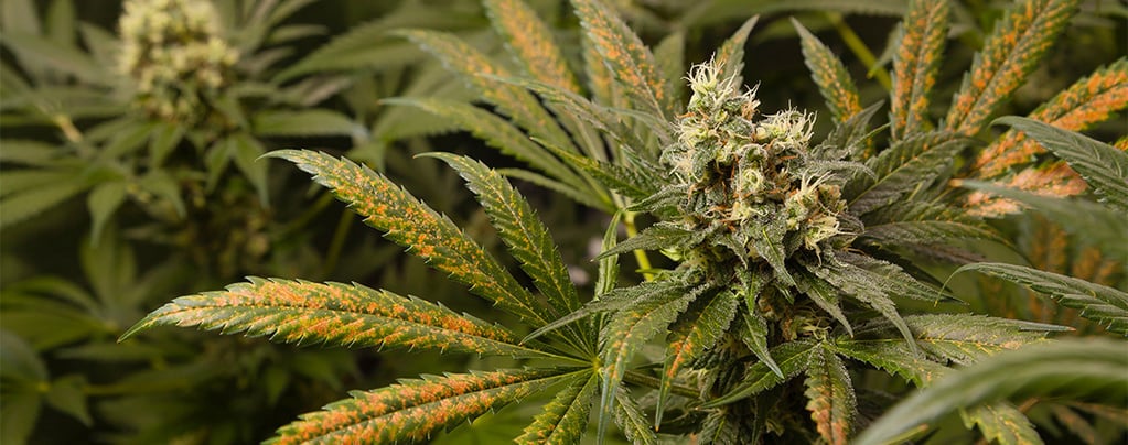 Carence en calcium du cannabis