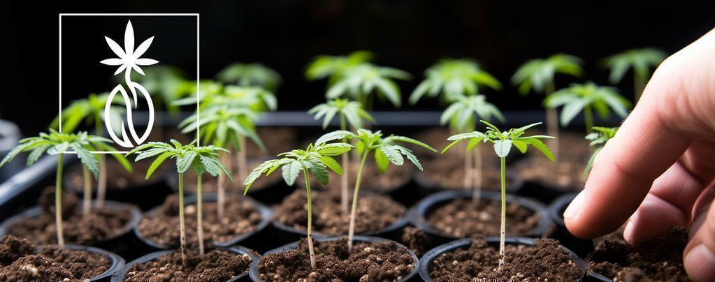 Comment Faire Germer Des Graines De Cannabis En Terre