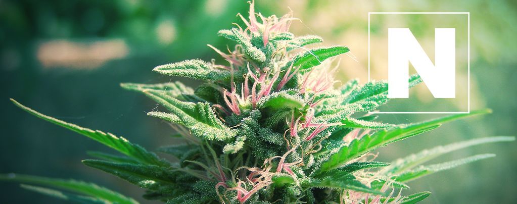L’importance De L’azote Pour Les Plants De Cannabis