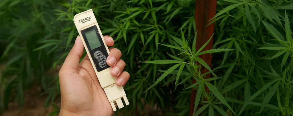 Meilleur EC pour le cannabis
