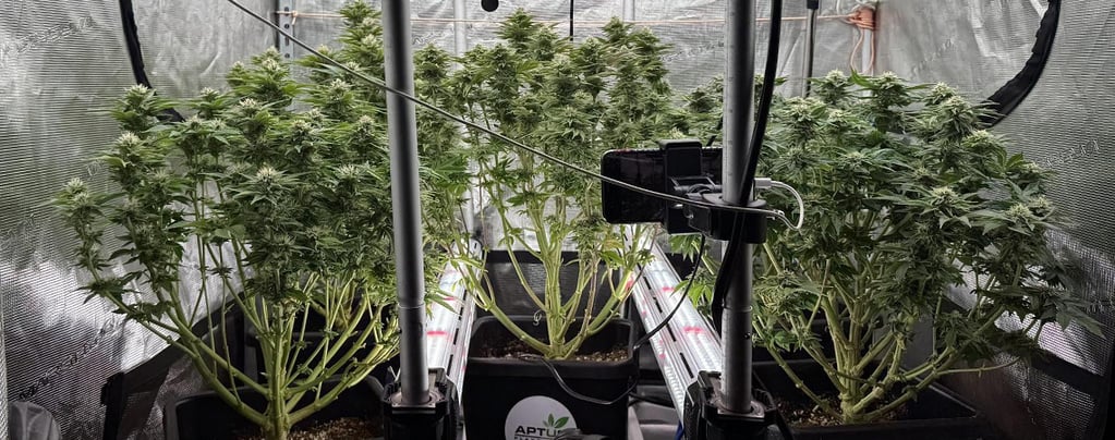 Éclairage intra-canopée du cannabis : malin ou à éviter ? 