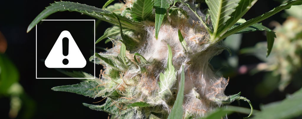Repérer et prévenir la pourriture des têtes lors d'une culture de cannabis