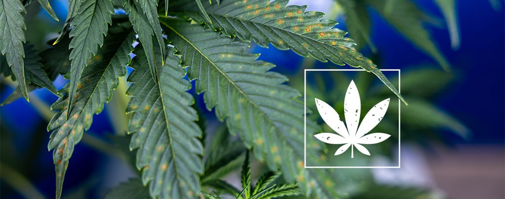 Guide d'identification : Taches brunes sur les feuilles de cannabis
