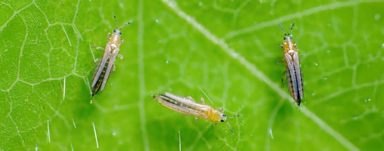 Thrips sur le cannabis : comment se débarrasser des thrips sur les plants de cannabis