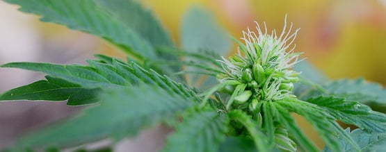 Plants de cannabis hermaphrodites : signes précoces, photos et que faire