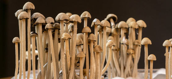 Qu’Est-Ce Que Le Panaeolus Cyanescens ?